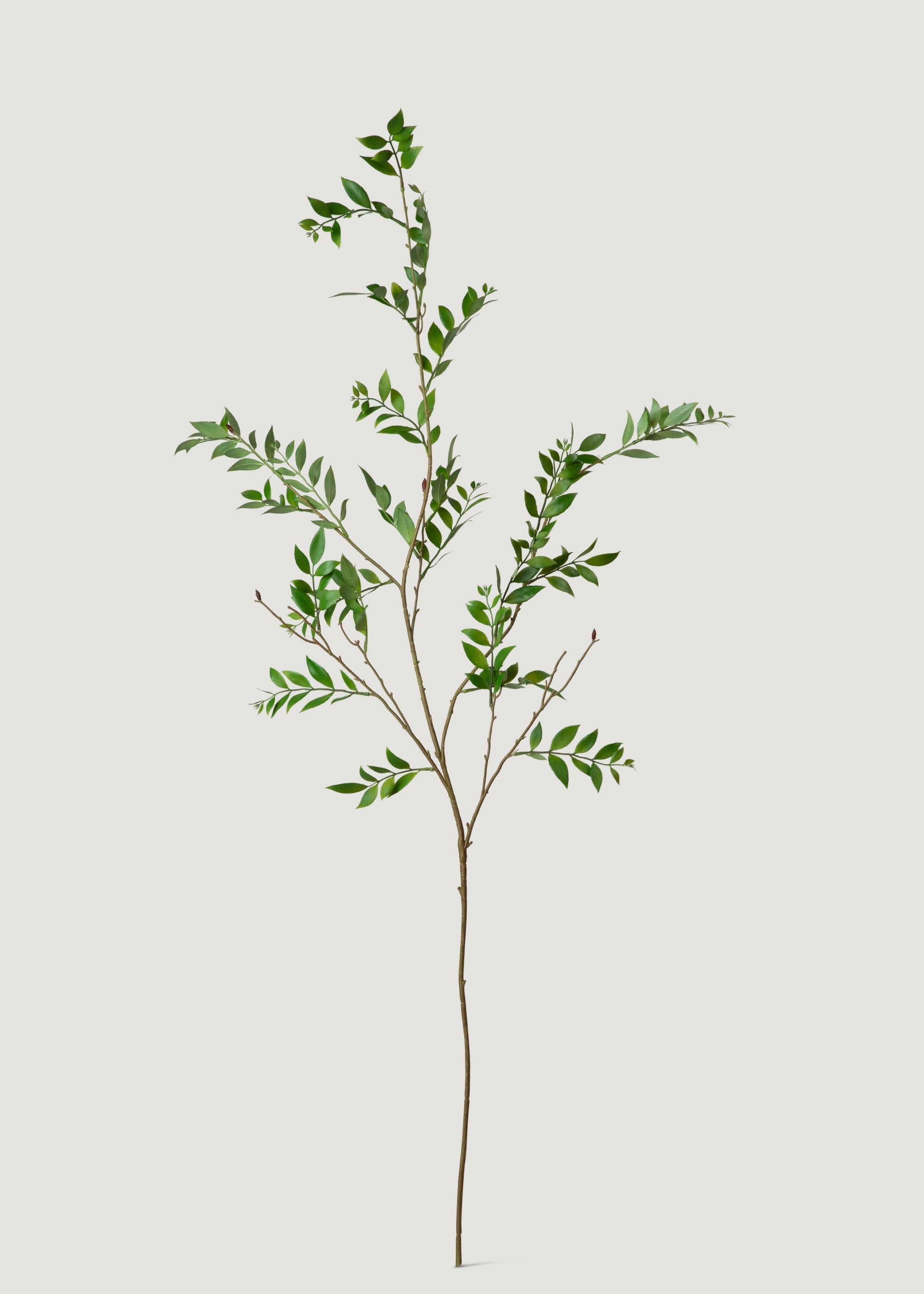 Tall Artificial Broadleaf Podocarpus Branch - 55"