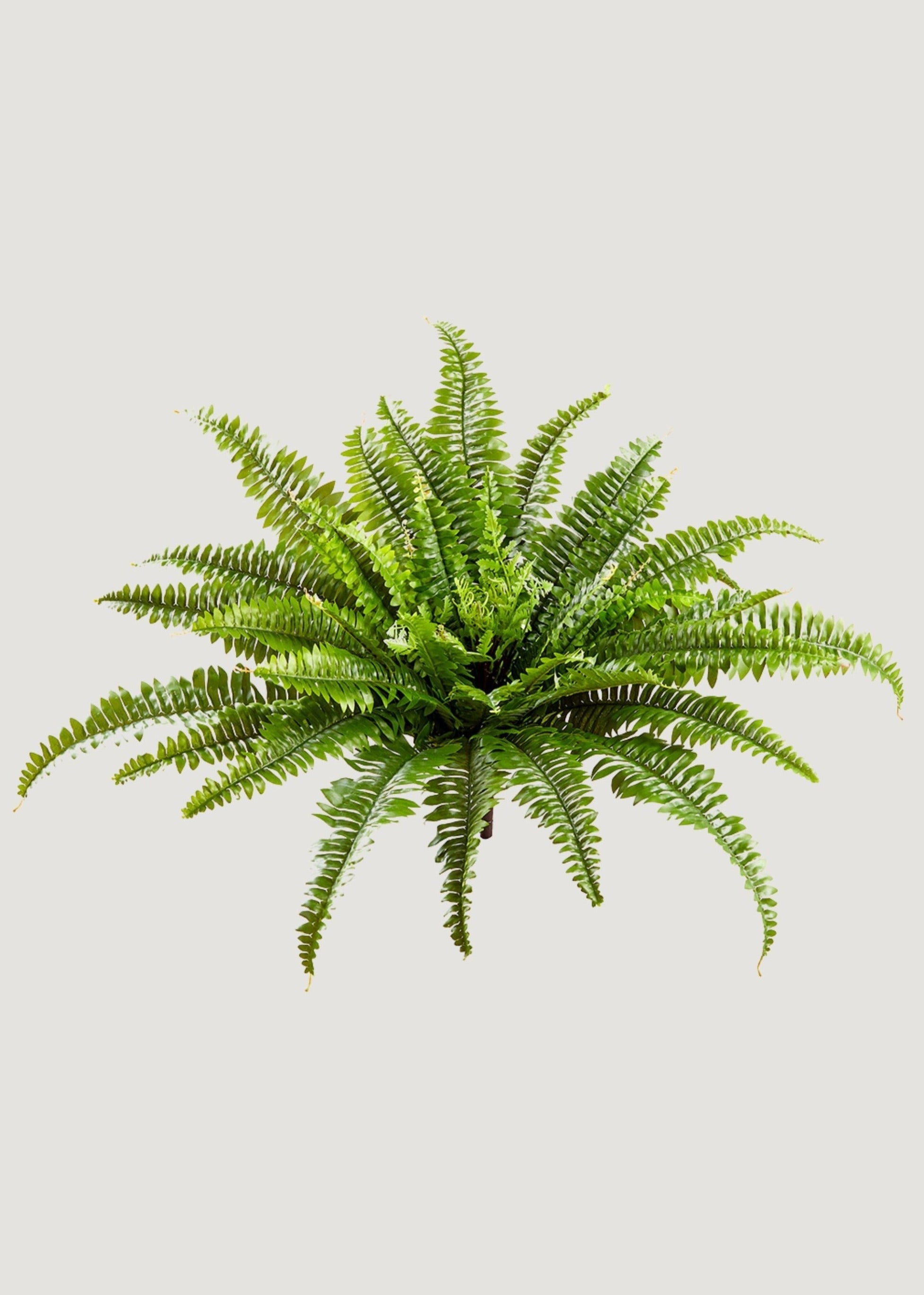 UV Resistant Indoor/Outdoor Fake Boston Fern Plant - 23"